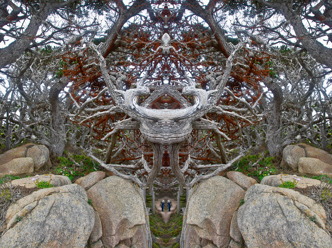 5 Point Lobos Menagerie of the Living